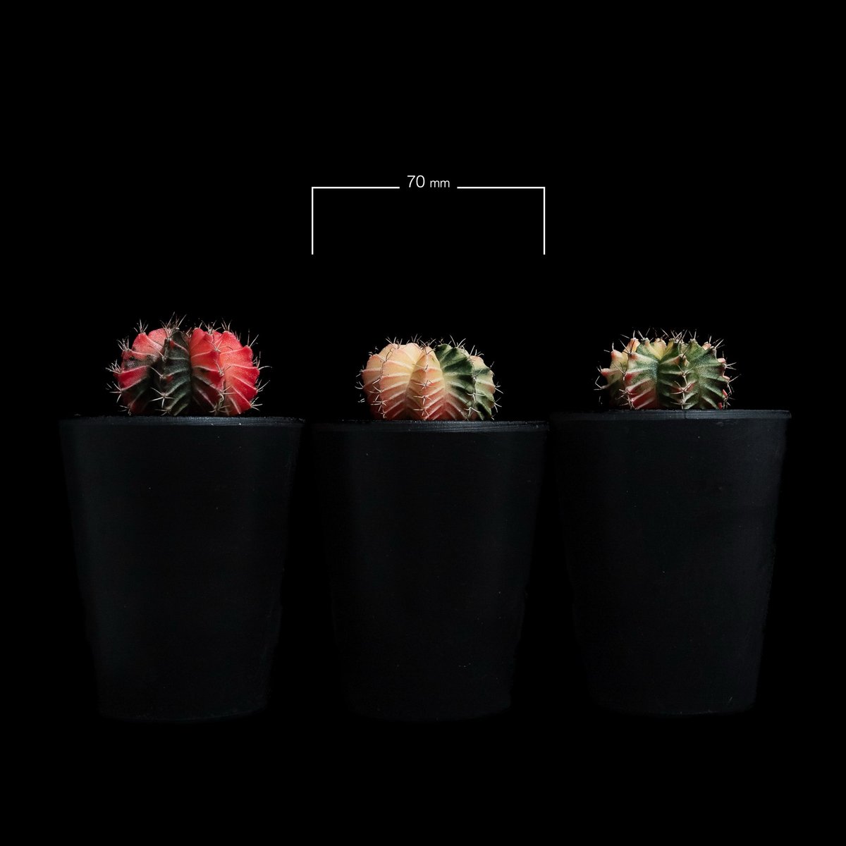 ギムノカリキウム ミハノビッチ 緋牡丹錦 / Gymnocalycium mihanovich