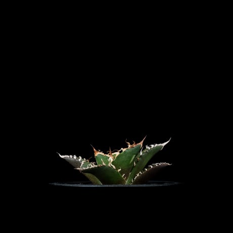 アガベ チタノタ シーザー / Agave titanota ‘Caesar’ #45