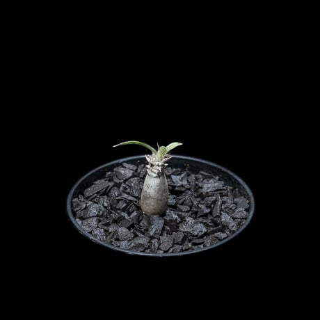 パキポディウム グラキリス / Pachypodium rosulatum var. gracilius #7
