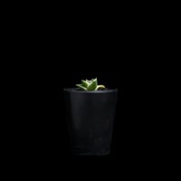 アガベ 王妃笹の雪 A型 白覆輪斑 ピンキー / Agave filifera var. compacta 'Pinky' #1