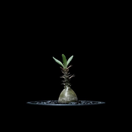 パキポディウム サキュレンタム / Pachypodium Succulentum
