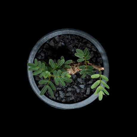 センナ メリディオナリス / Senna meridionalis #15