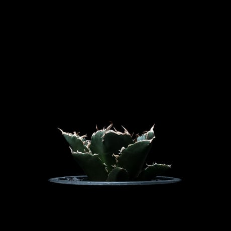 アガベ チタノタ 白鯨 / Agave titanota ‘White Whale’ #9