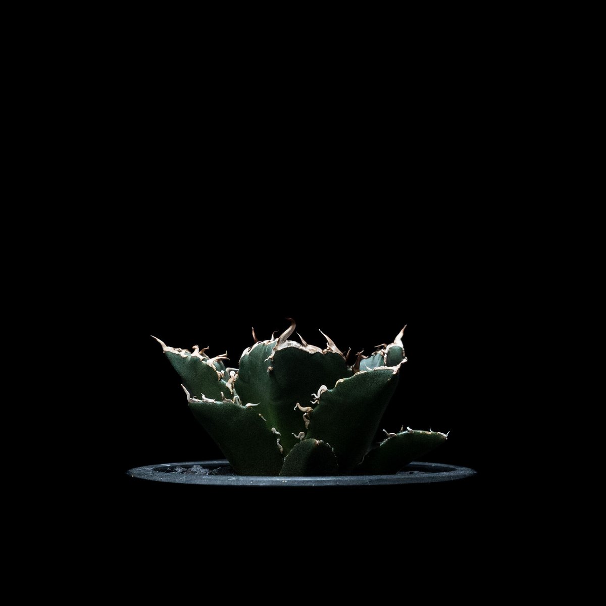 高騰品種】15 オアハカオテロイ × 白鯨ドワーフ hybアガベチタノタ