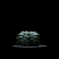 アストロフィツム 亀甲碧瑠璃鸞鳳玉 / Astrophytum myriostigma var. nudum