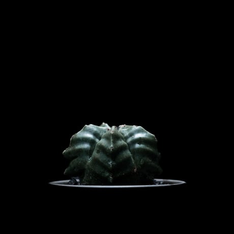 アストロフィツム 亀甲碧瑠璃鸞鳳玉 / Astrophytum myriostigma var. nudum