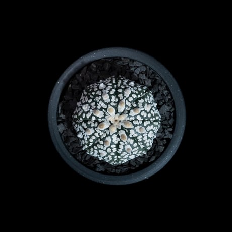 アストロフィツム アステリアス / Astrophytum asterias #29