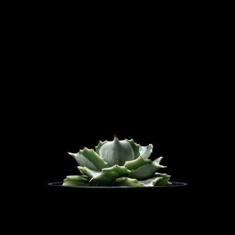 アガベ 王妃雷神 白中斑/ Agave isthmensis ‘Ouhi Raijin’ mediopicta alba #18