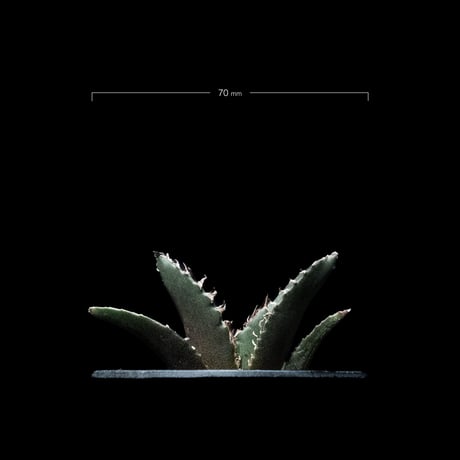 アガベ チタノタ 白鯨 / Agave titanota ‘White Whale’ #16