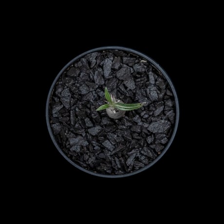 パキポディウム グラキリス / Pachypodium rosulatum var. gracilius #7