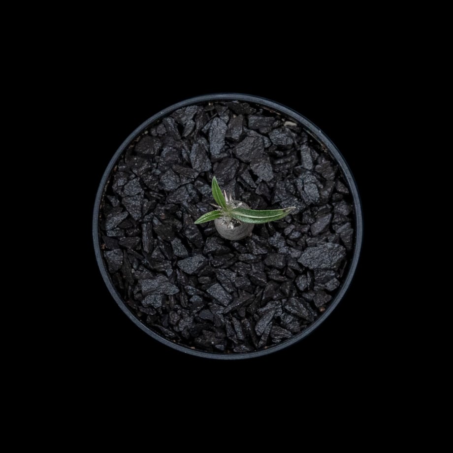64faa779f00a1f002e251e2b