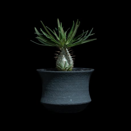 パキポディウム グラキリス / Pachypodium rosulatum var. gracilius #92