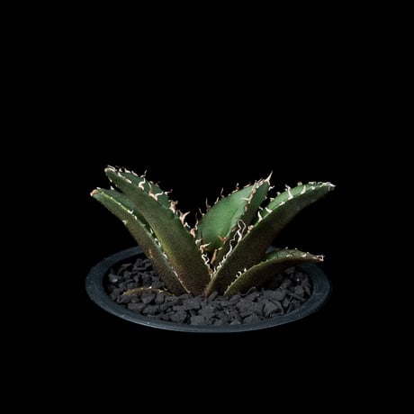 アガベ チタノタ 白鯨 / Agave titanota ‘White Whale’ #80