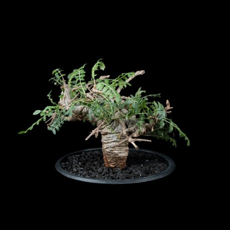 ボスウェリア ネグレクタ / Boswellia neglecta #1