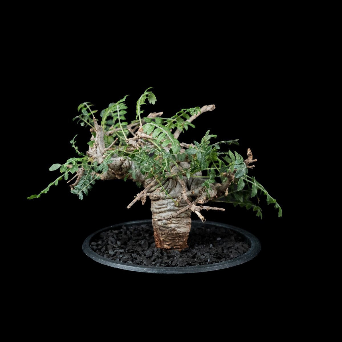 ボスウェリア ネグレクタ (Boswellia neglecta) 乳香の木 Boswellia neglecta ボスウェリア・ネグレクタ | mana's farm:塊