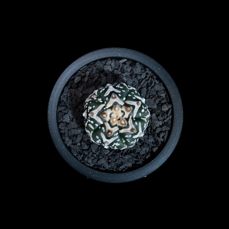 アストロフィツム アステリアス / Astrophytum asterias #35