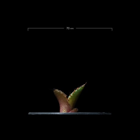 アガベ チタノタ 白排刺 大鋼牙 (カキ仔) / Agave titanota ‘Chain’ #2