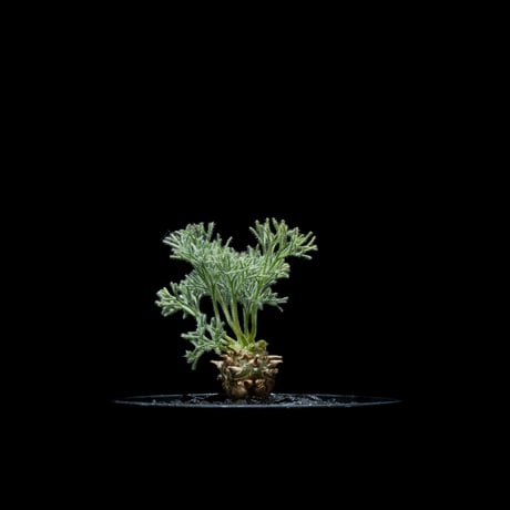モンソニア ペニクリナム / Monsonia peniculina #20