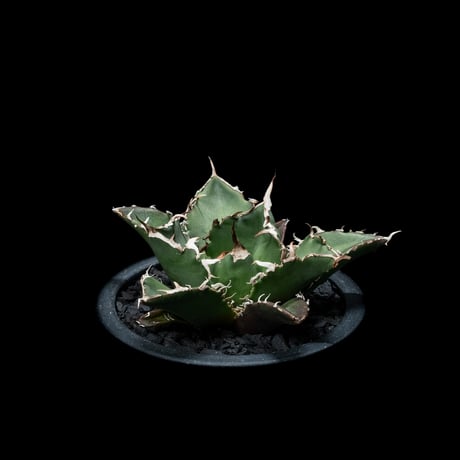 アガベ チタノタ 白鯨 / Agave titanota ‘White Whale’ #10