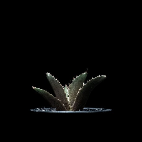 アガベ チタノタ 白鯨 / Agave titanota ‘White Whale’ #15
