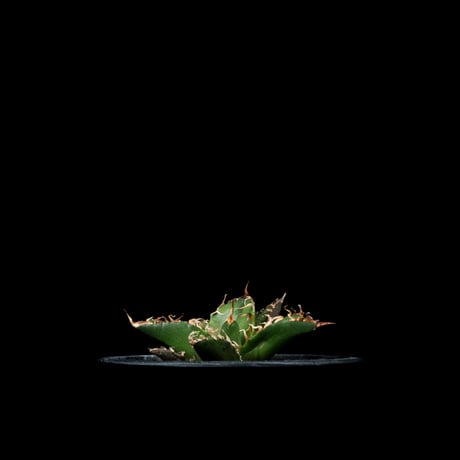 アガベ チタノタ シーザー / Agave titanota ‘Caesar’ #43