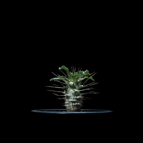 パキポディウム サウンデルシー / Pachypodium saundersii #2