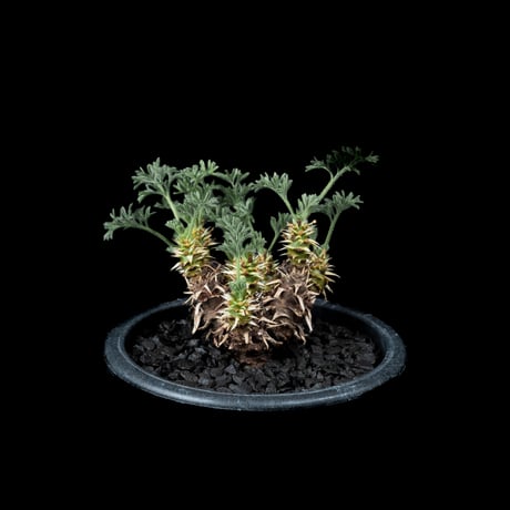 ペラルゴニウム ヒストリクス / Pelargonium hystrix #2
