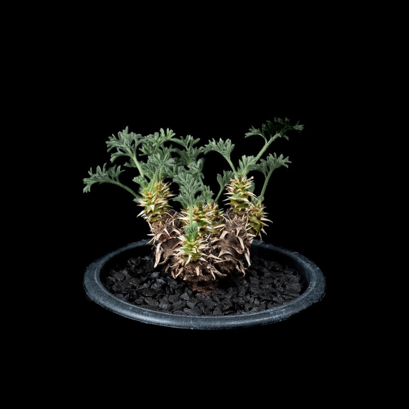 ペラルゴニウム ヒストリクス ペラルゴニウム ヒストリクス / Pelargonium hystrix #2 | Ducks