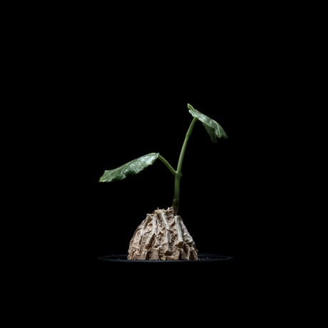 マテレア シクロフィラ / Matelea cyclophylla #4