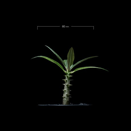 パキポディウム バロニー / Pachypodium baronii #1