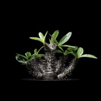 【落葉中】パキポディウム マカイエンセ / Pachypodium makayense