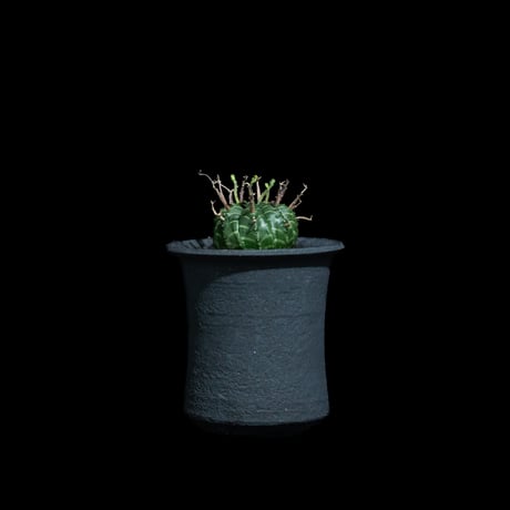 ユーフォルビア バリダ / Euphorbia meloformis ssp. valida #7
