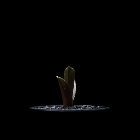 アガベ チタノタ 黒豹・ダイヤモンド / Agave titanota ‘Black Panther’ #1