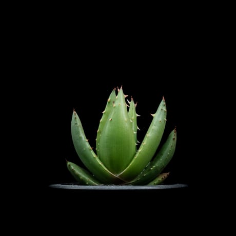 アロエ ペグレラエ / Aloe peglerae #2