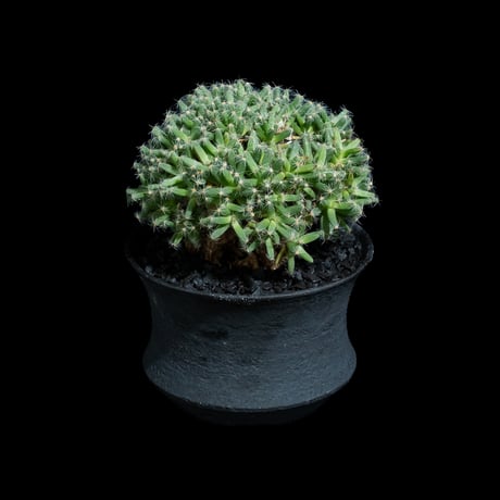 トリコディアデマ デンサム / Trichodiadema densum #28
