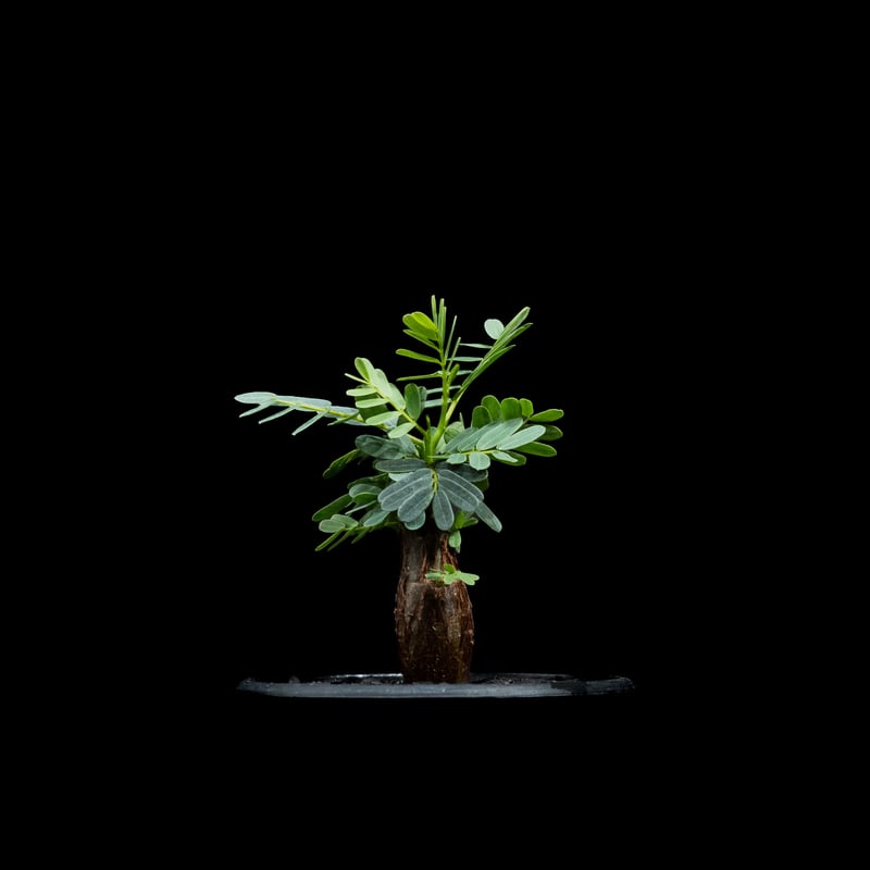 センナ メリディオナリス / Senna meridionalis #13 | Ducks (