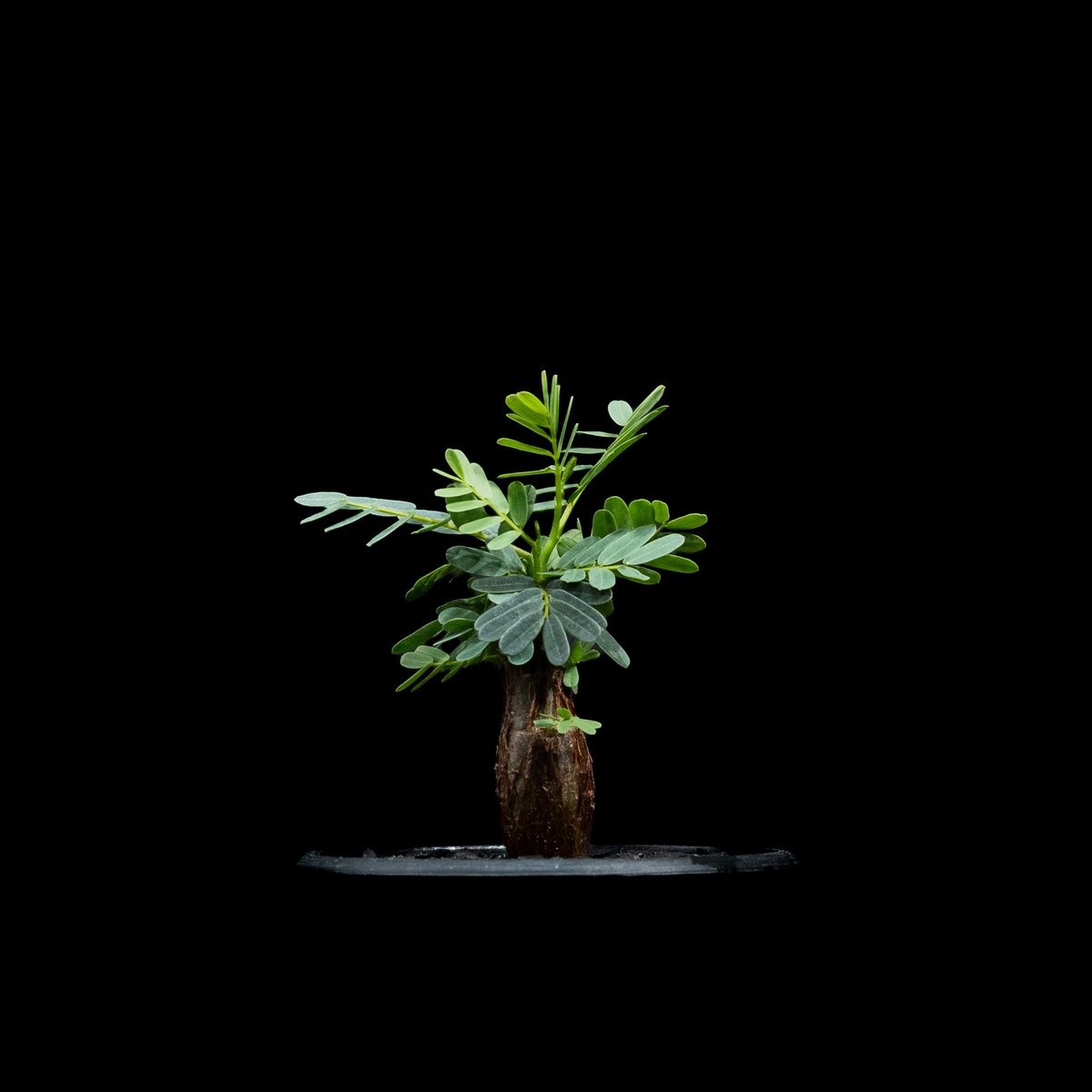 センナ メリディオナリス / Senna meridionalis #13 | Ducks (