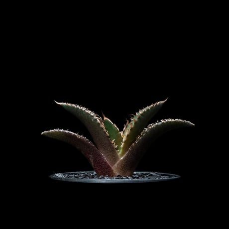 アガベ　チタノタ・レッドキャットウィーズル　ブツブツ Agave titanota 'Red Catweezle' を子株から育ててみる – ゆるぷ