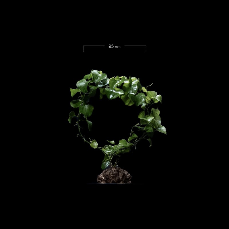 GIRUVI Dioscorea Elephantipes 亀甲竜 長谷川園芸産】亀甲竜 Dioscorea elephantipes 6寸 | mana's