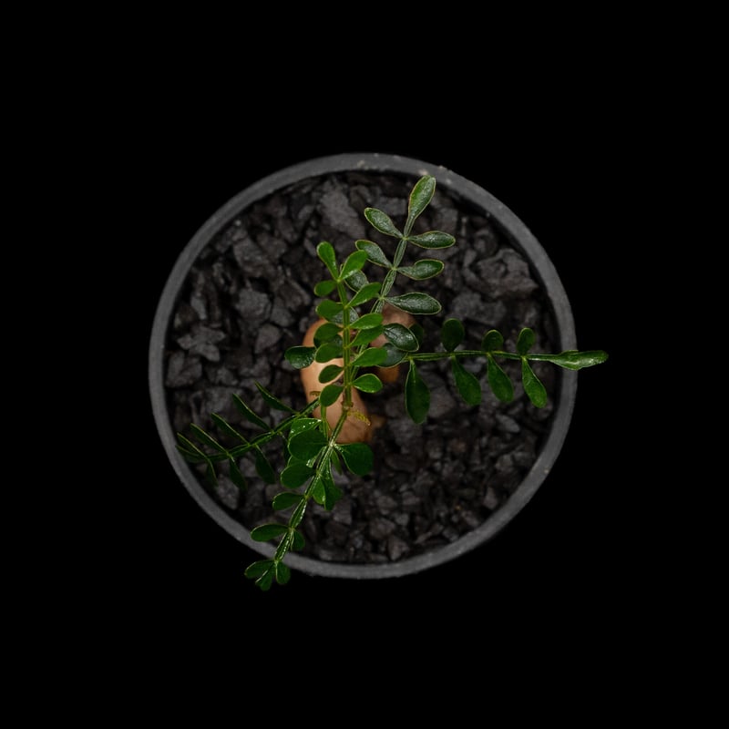 オペルクリカリア パキプス / Operculicarya pachypus #11 | D