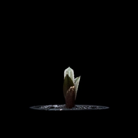 アガベ チタノタ 黒豹・ダイヤモンド / Agave titanota ‘Black Panther’ #1