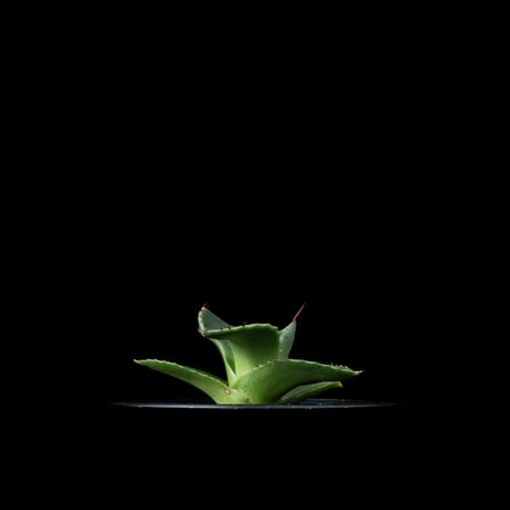 アガベ パリー トルンカータ / Agave parryi var. truncata #4