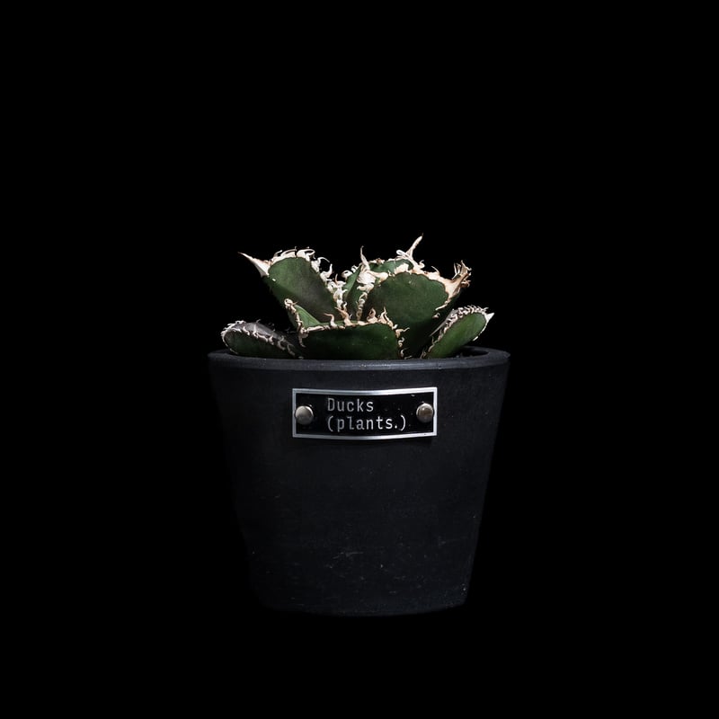 アガベ チタノタ 金剛 / Agave titanota 'King Kong' #1 |