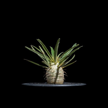 パキポディウム グラキリス / Pachypodium rosulatum var. gracilius #69