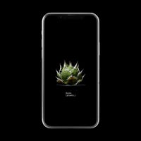 【スマホ壁紙】アガベ チタノタ 魚刺