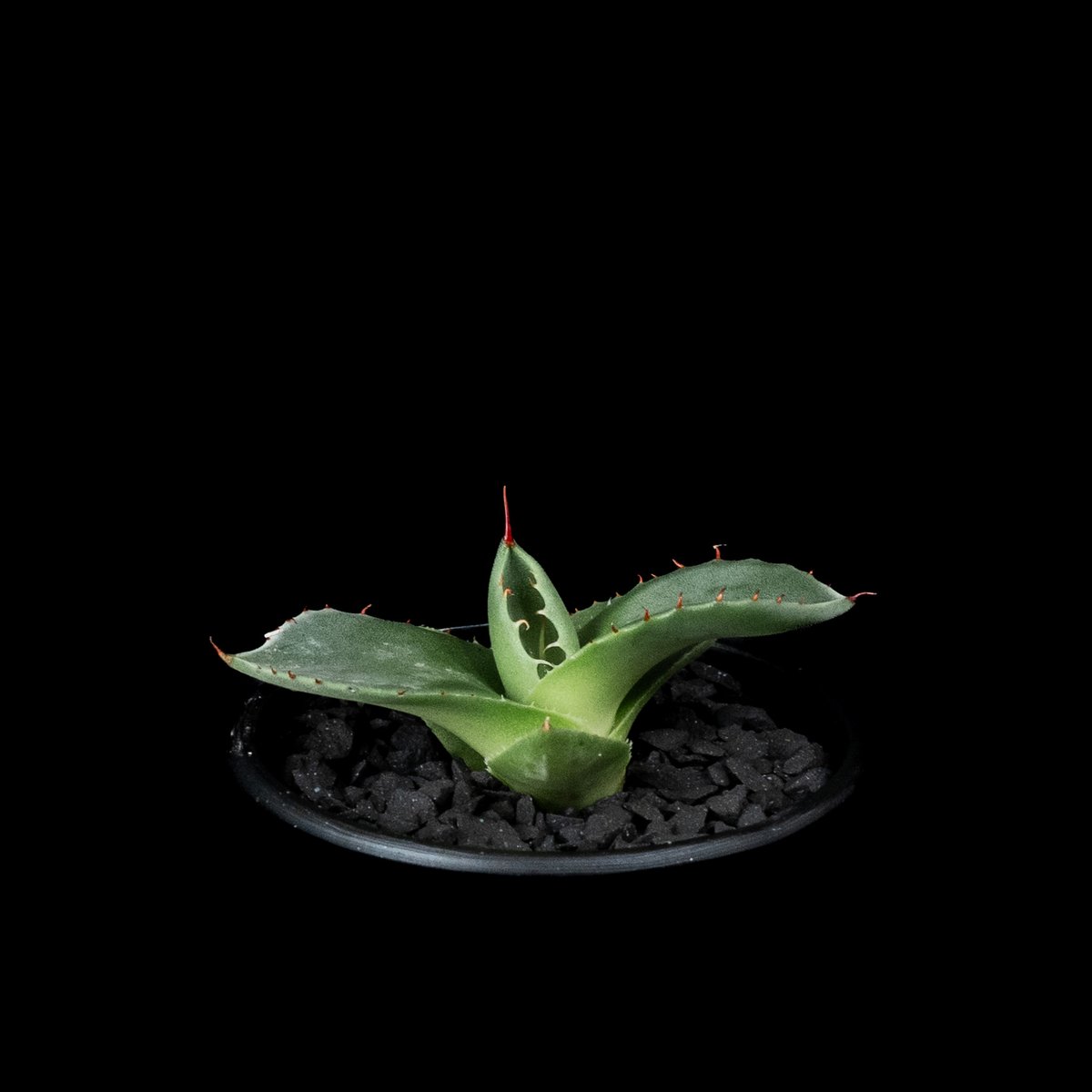 アガベ パリー トルンカータ / Agave parryi var. truncata #2