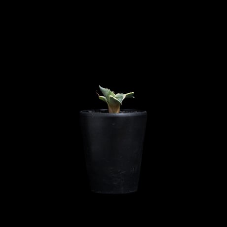 アガベ パリー トルンカータ オリザバ / Agave parryi var. truncata variegated 'Orizaba' #1