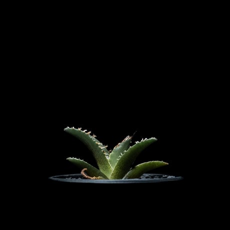 アガベ チタノタ シーザー / Agave titanota ‘Caesar’ #38