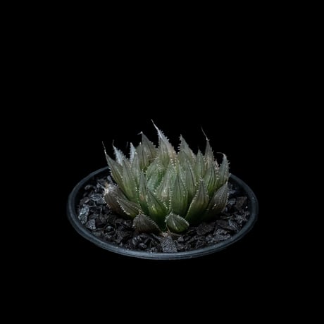 ハオルチア ムラサメ / Haworthia ‘Murasame’