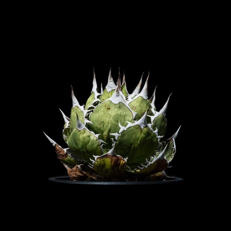 アガベ チタノタ 魚刺 / Agave titanota ‘Fish Spine’ #2
